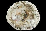 Beautiful Polished Petrified Wood Dish - Madagascar #142801-1
